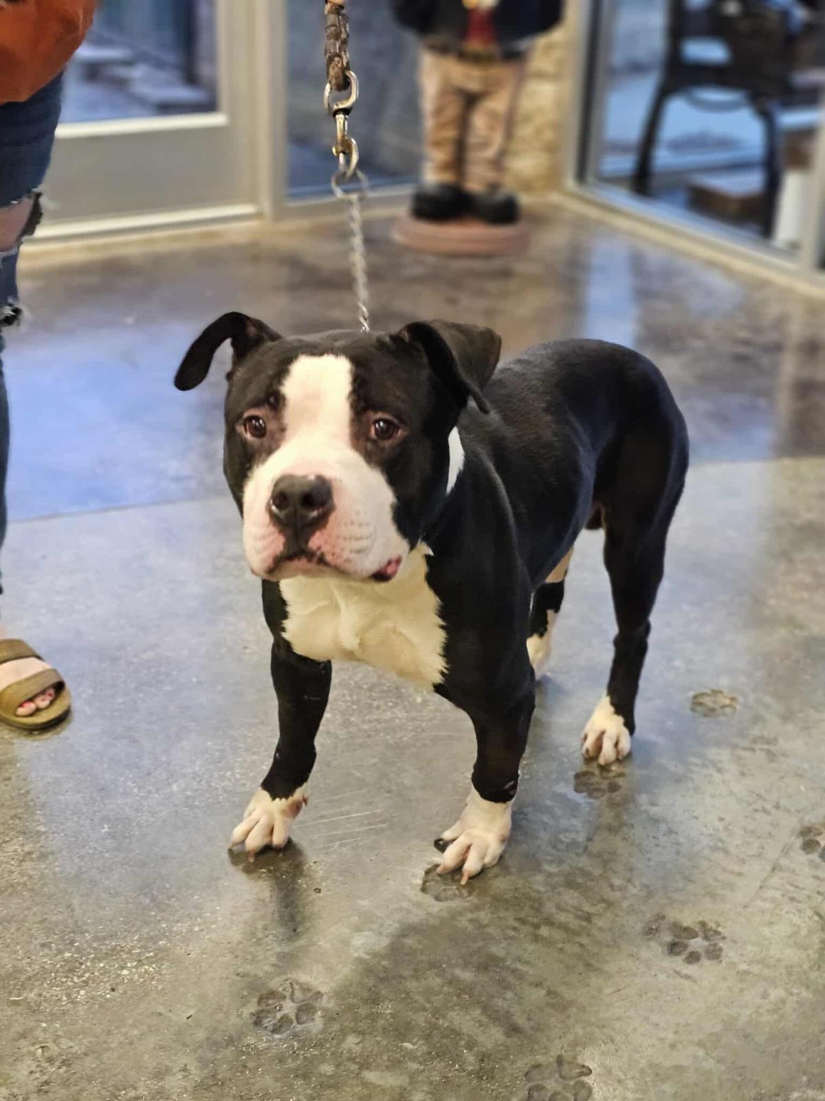 Zeus — thumbnail 2