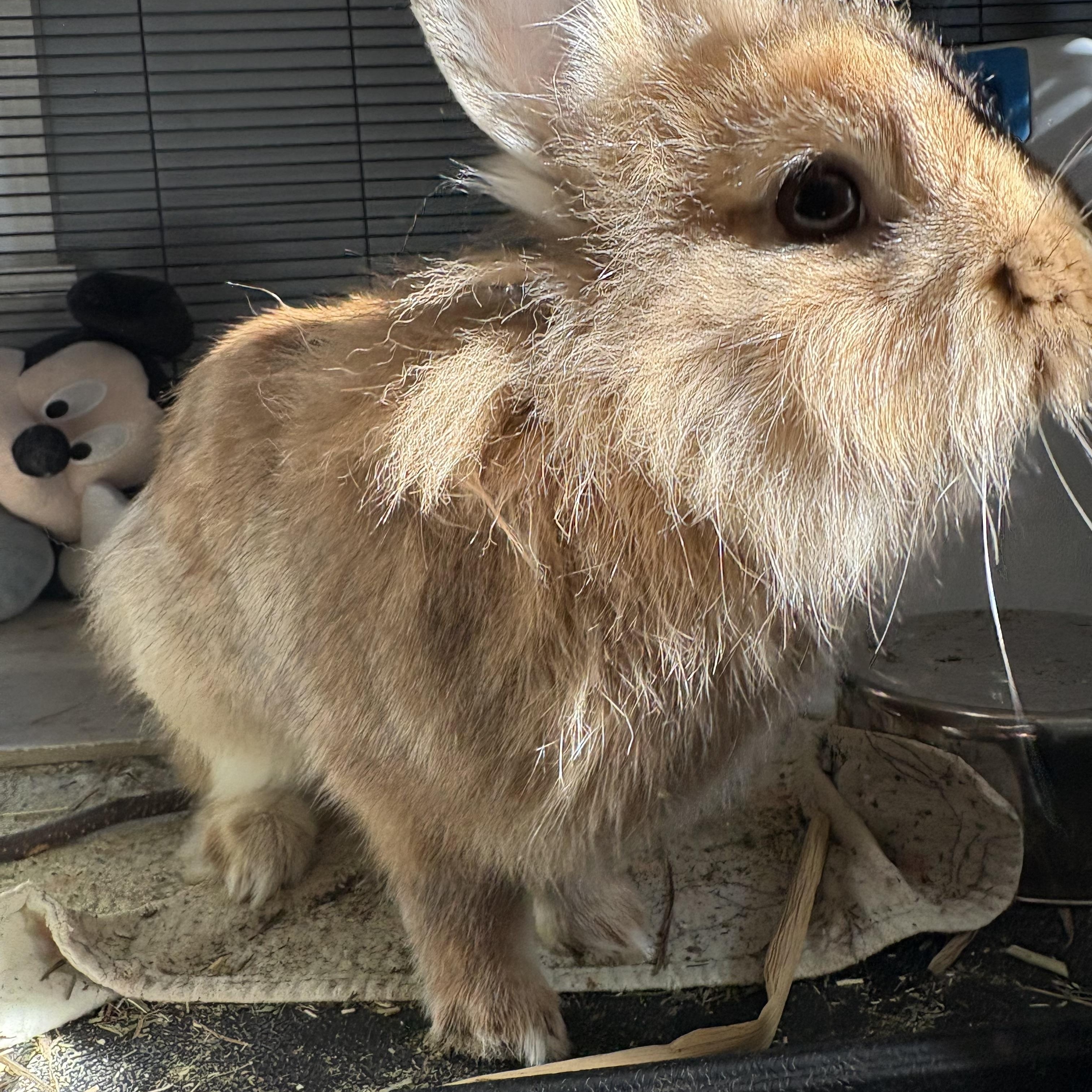 Herman, Adoptable, Young Male Lionhead.