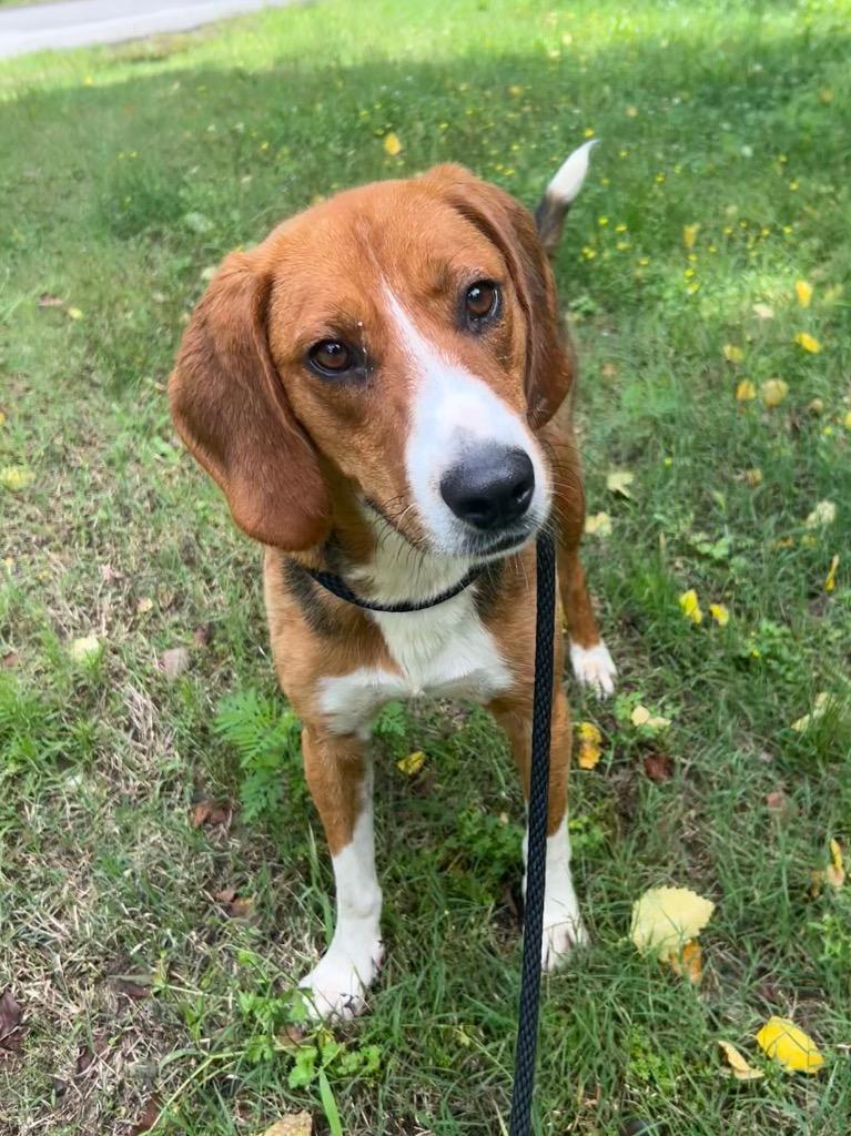 Fred, Adoptable, Young Male Beagle.