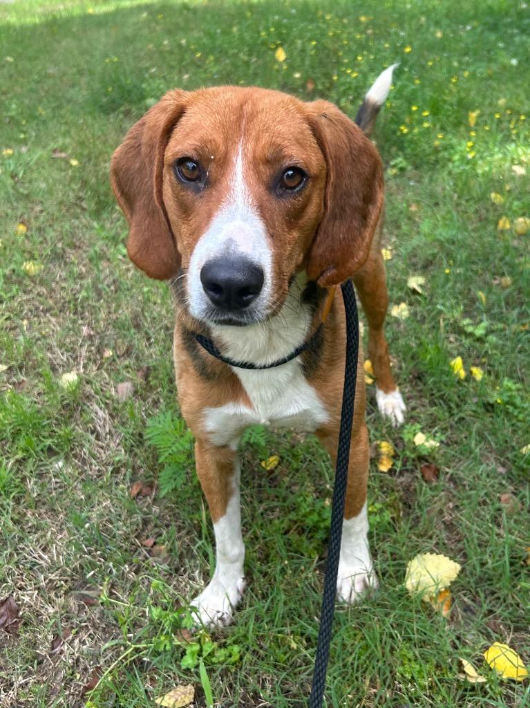 Enlarge Fred, a Adoptable Beagle in Benton, AR image 2/3