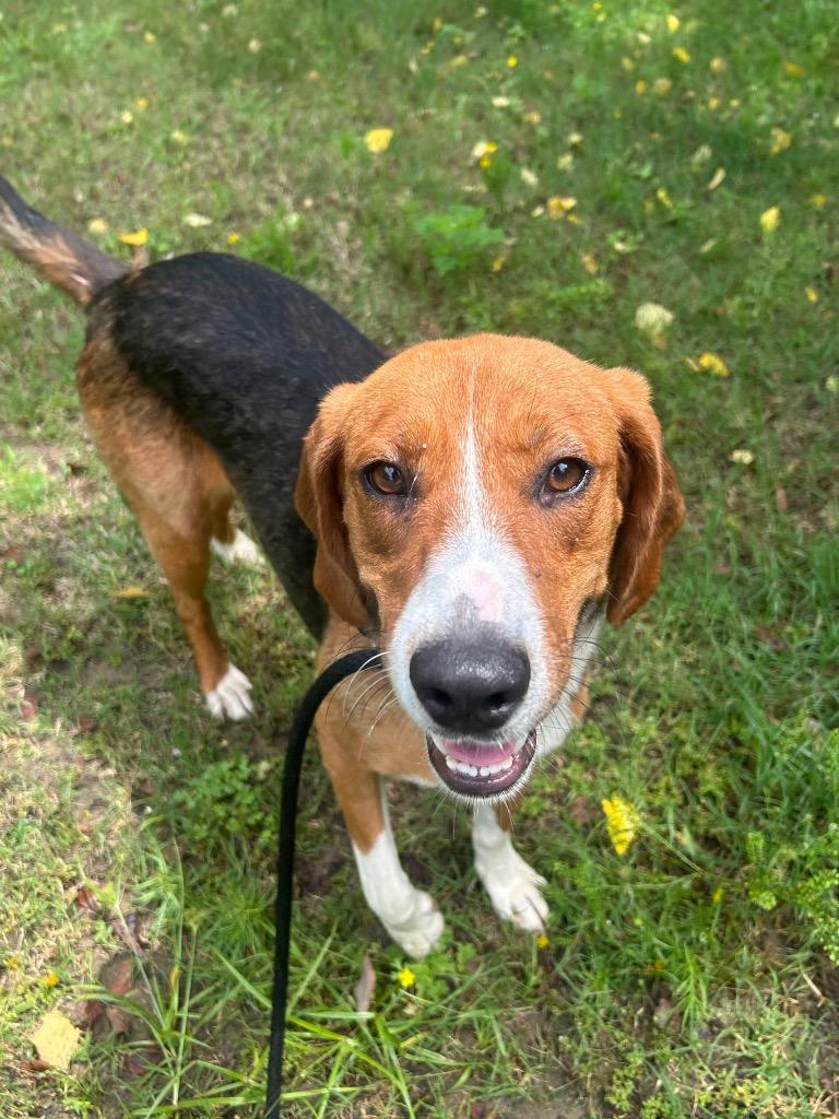 Enlarge Fred, a Adoptable Beagle in Benton, AR image 3/3