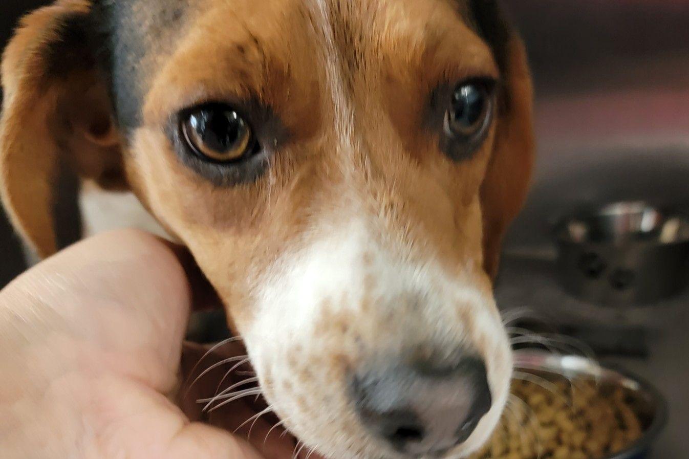 Cash RDS, Adopted, Young Male Beagle.