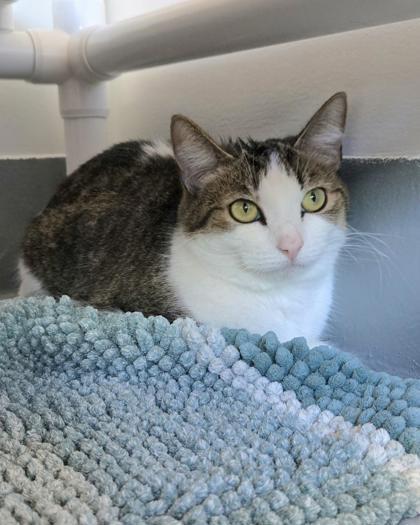 Bernadette, Adoptable, Adult Female Domestic Short Hair & Domestic Short Hair.