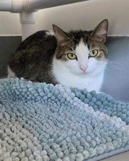 Bernadette, Adoptable, Adult Female Domestic Short Hair & Domestic Short Hair.