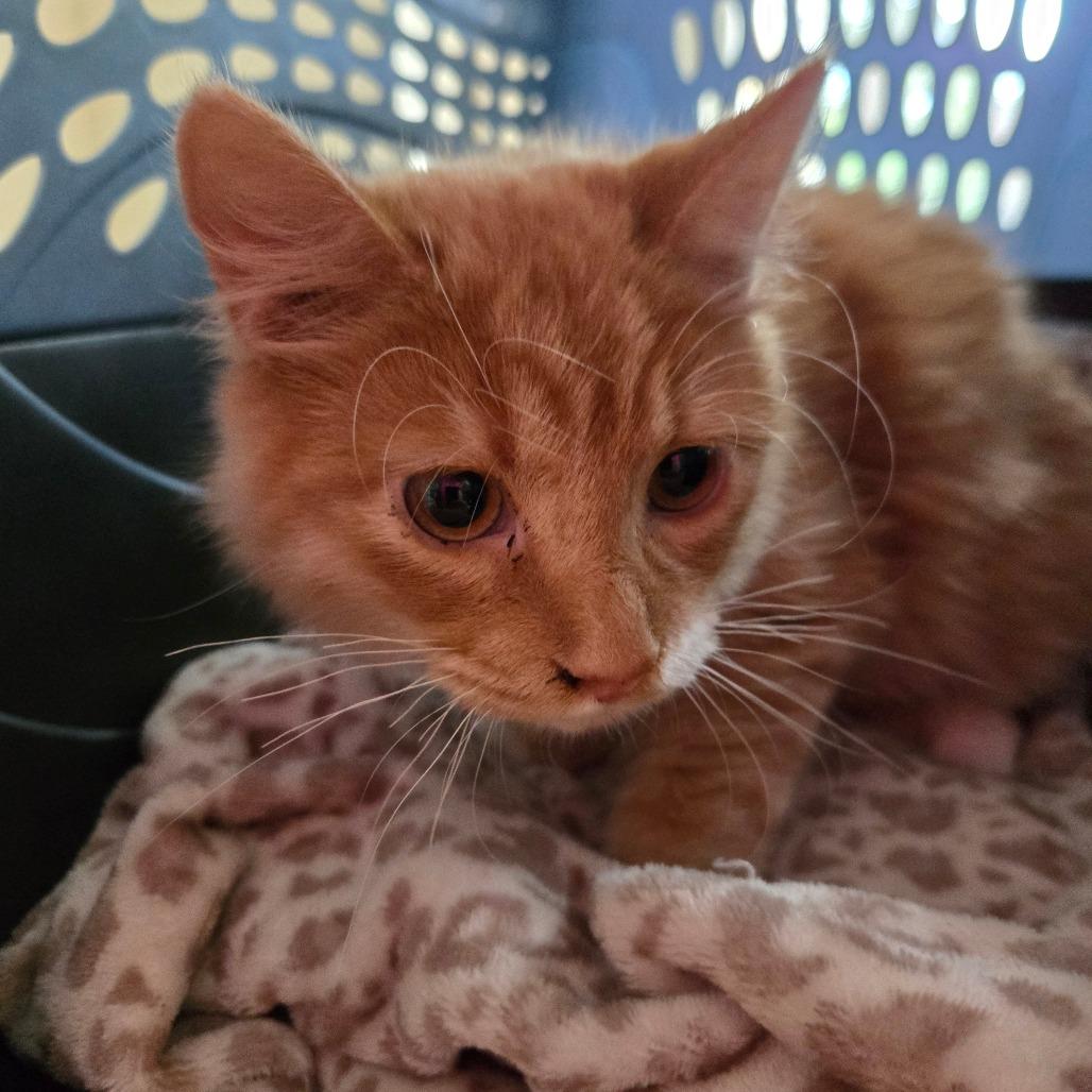 O'Malley, Adoptable, Young Male Domestic Long Hair.