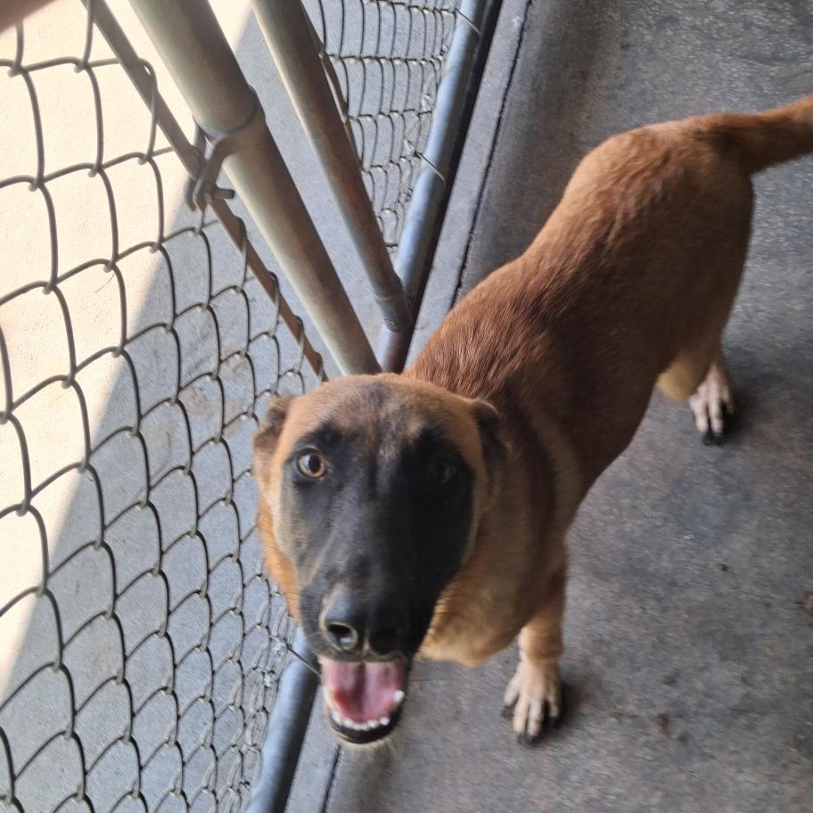 Gracie, Adoptable, Adult Female Belgian Shepherd / Malinois.