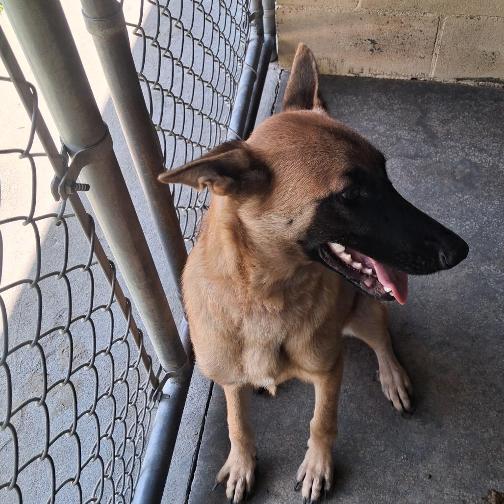 Enlarge Gracie, a Adoptable Belgian Shepherd / Malinois in Lyons, GA image 2/2