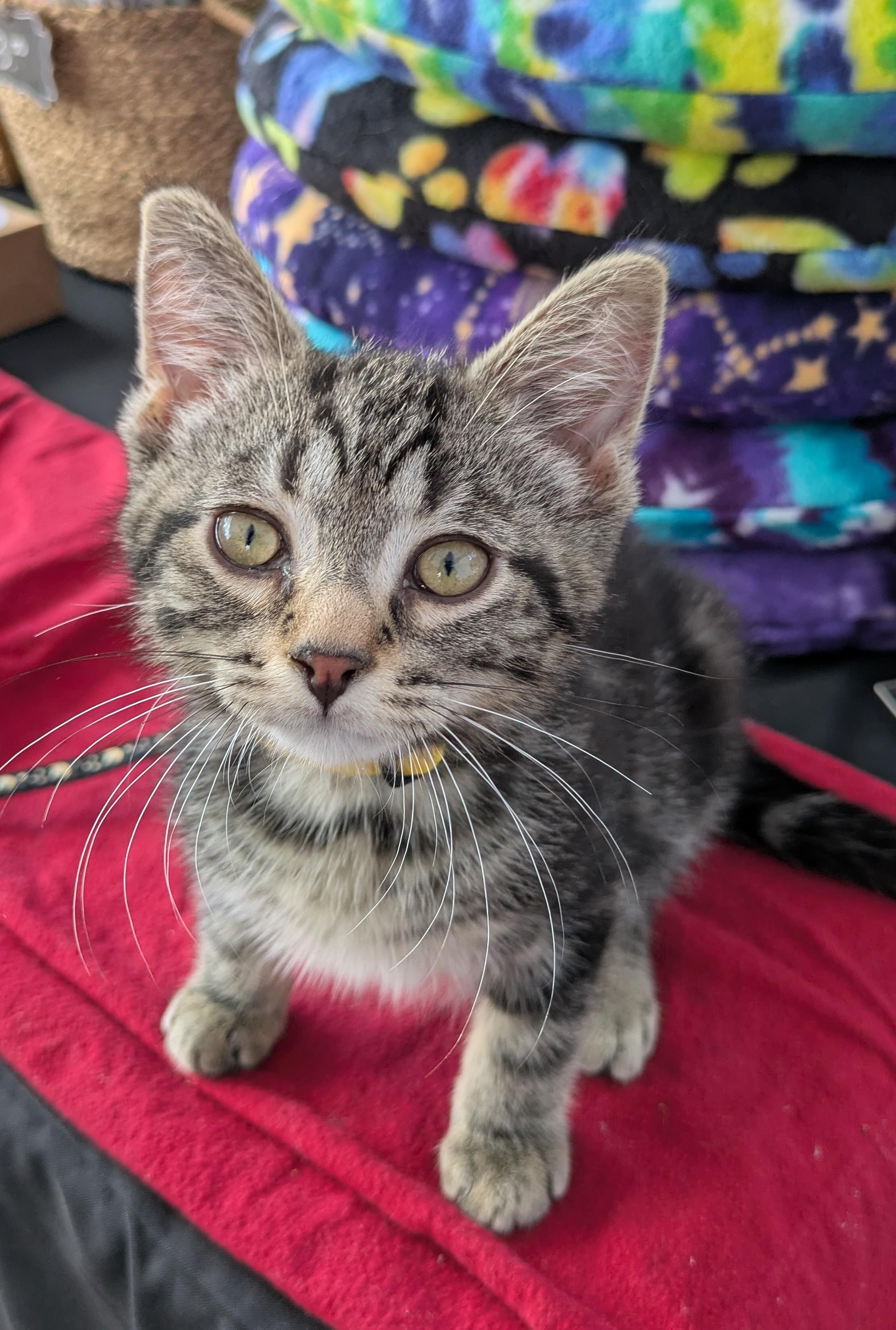 Popeye, an adopted Domestic Short Hair in Hudsonville, MI image 2/3