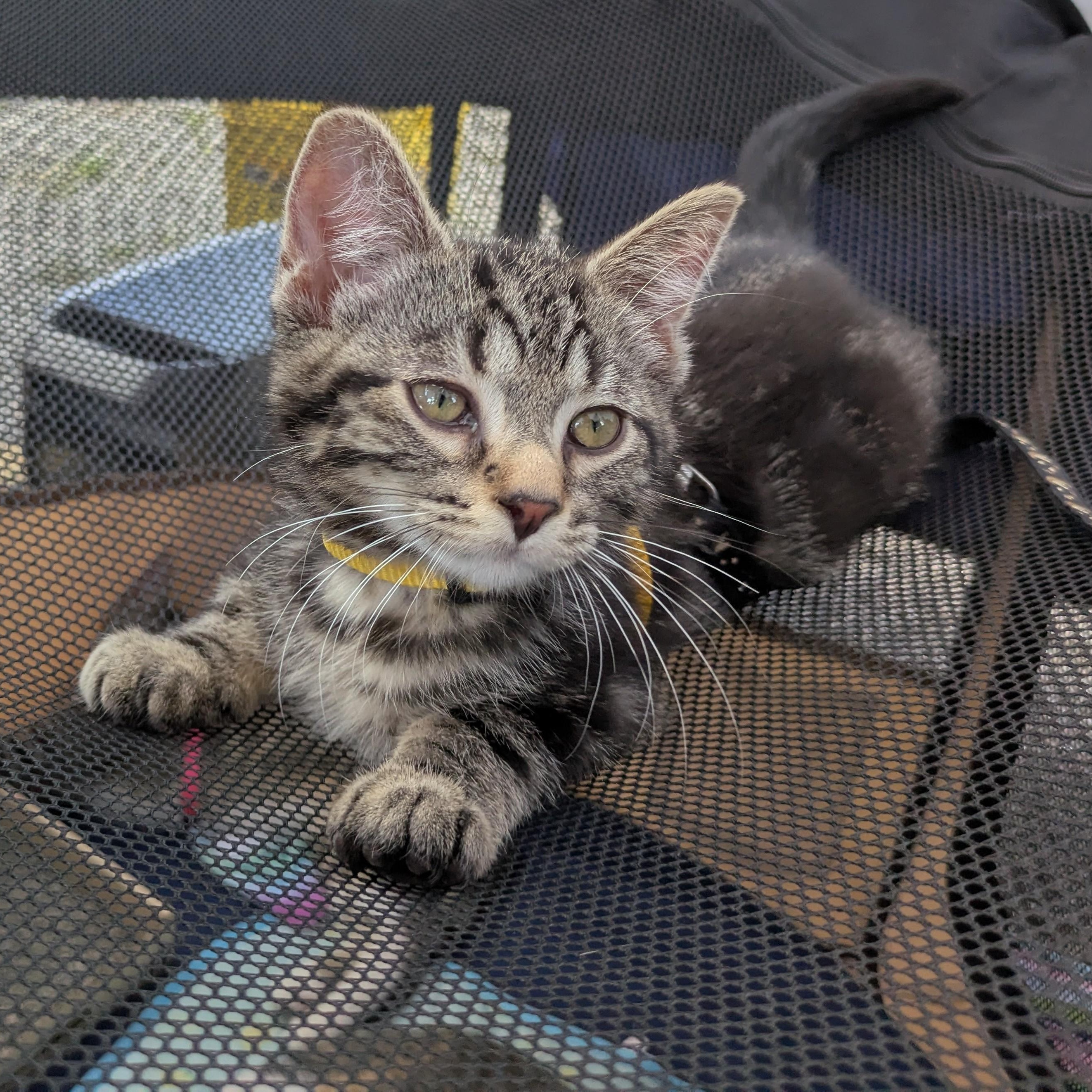 Popeye, an adopted Domestic Short Hair in Hudsonville, MI image 3/3