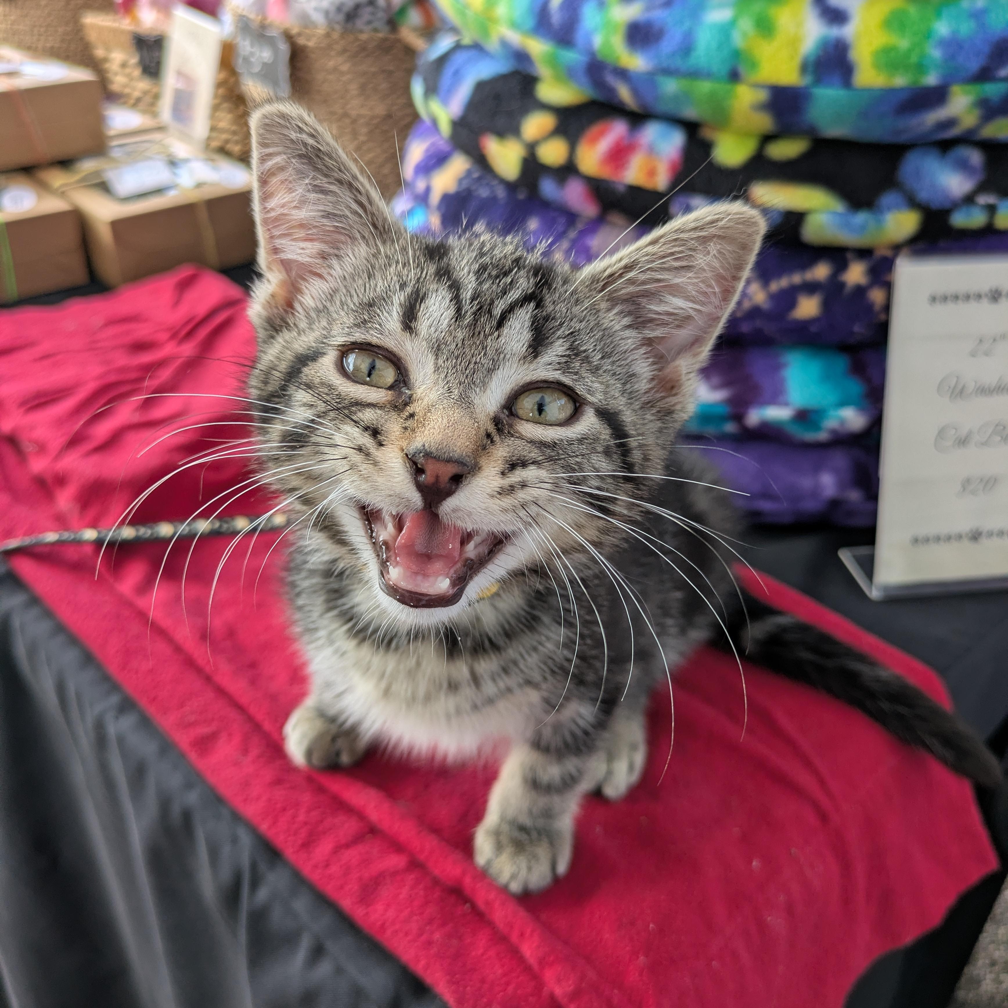 Popeye, adopted, Kitten Male Domestic Short Hair.