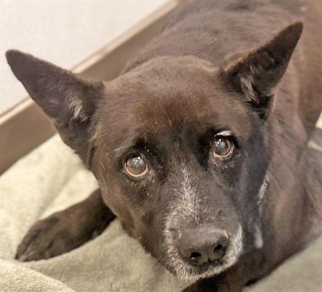 Enlarge CHONKIES*, a Adoptable mixed breed in Tucson, AZ image 1/1