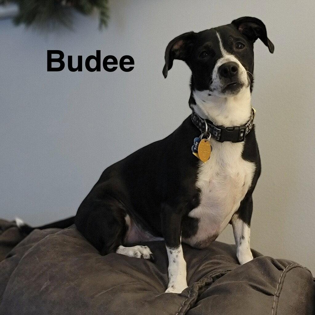 Budee, Adopted, Adult Male Dachshund.