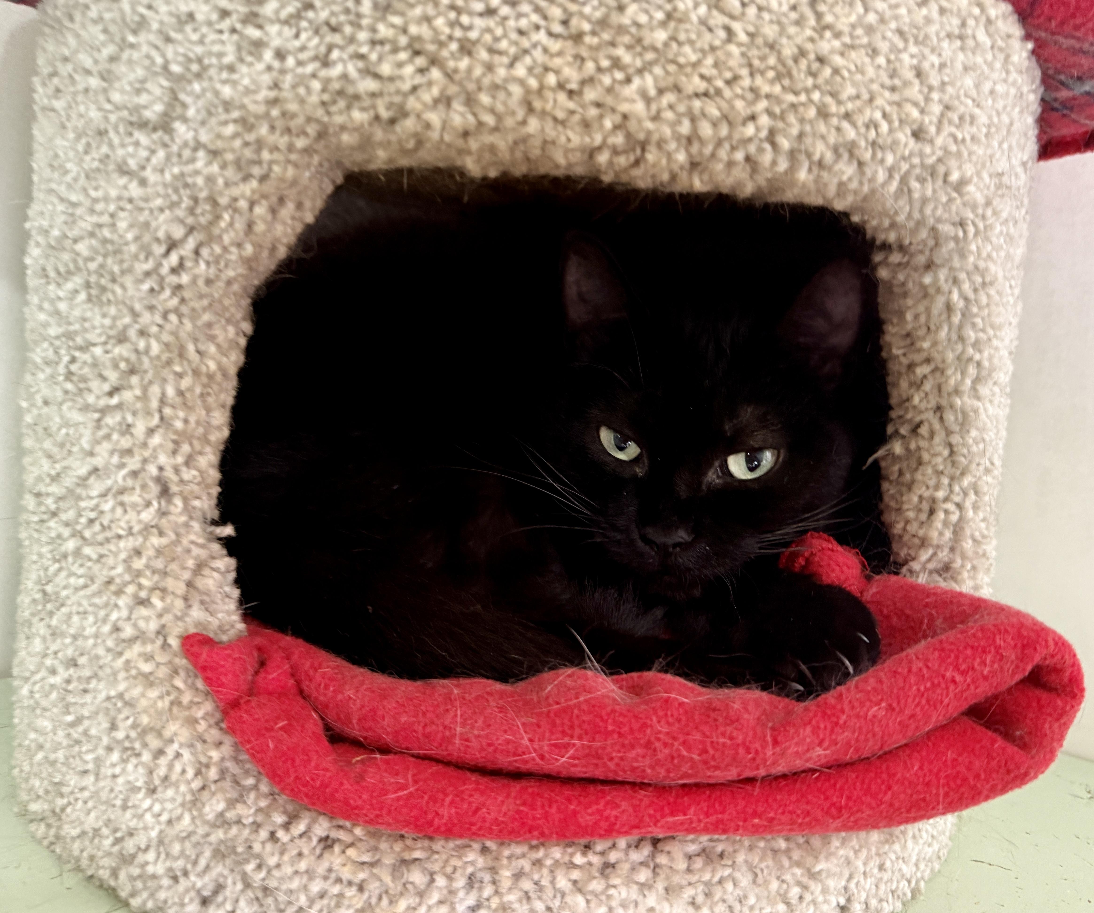 Truffle, a ADOPTABLE Domestic Short Hair in Ashland, OH image 2/3