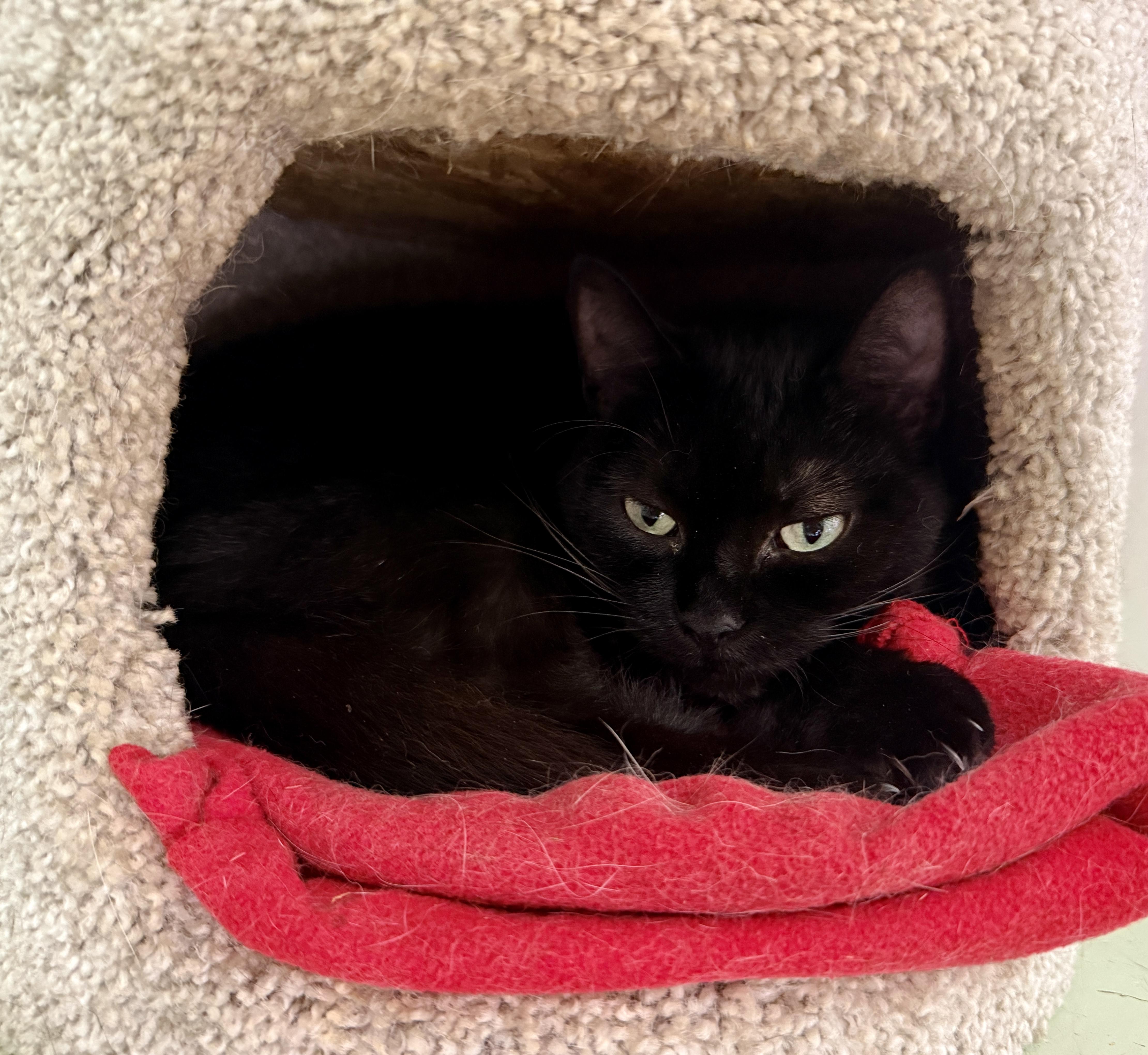 Truffle, ADOPTABLE, Young Female Domestic Short Hair.