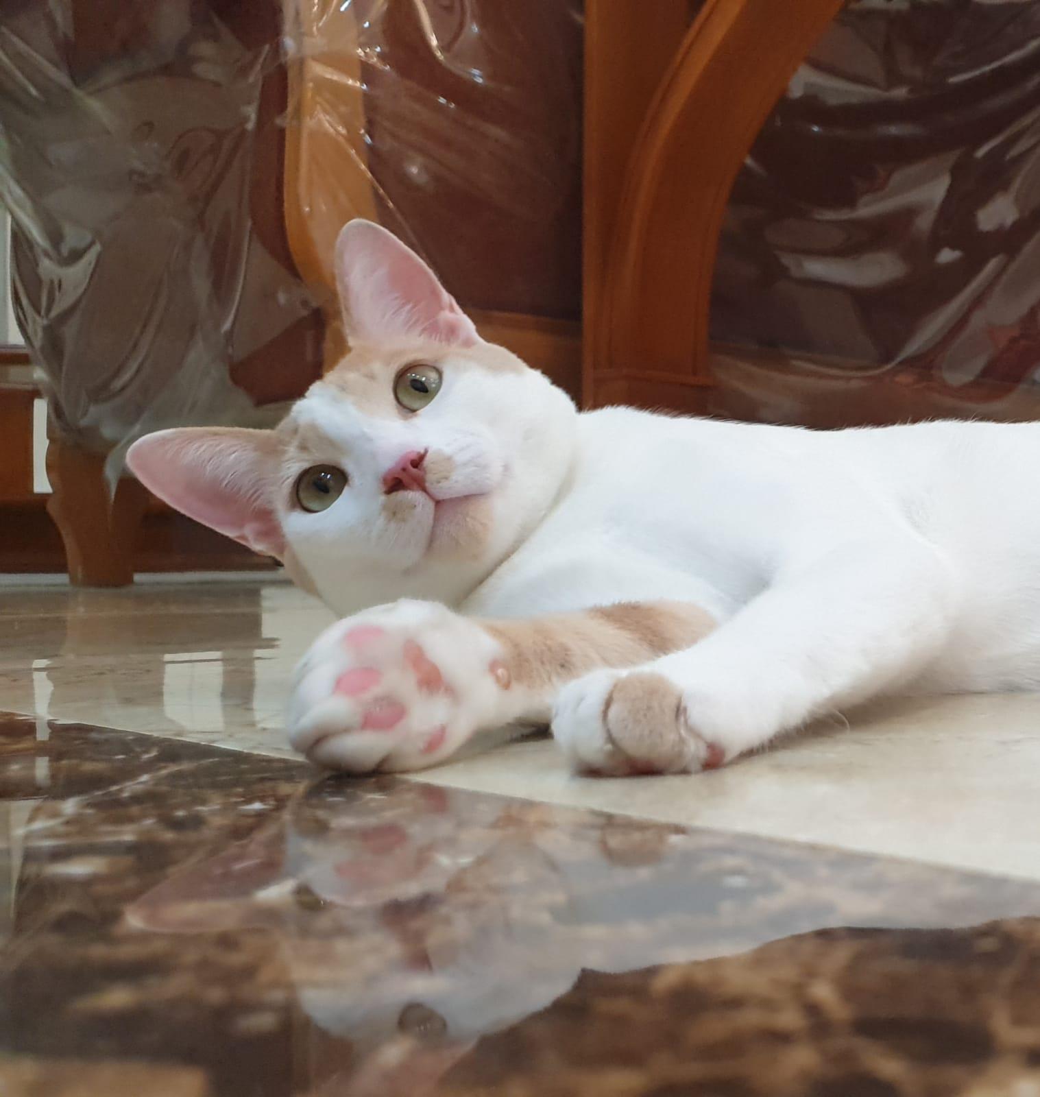 Enlarge Phoenix Playful, loving boy - Good with cat-friendly dogs - READ FULL BIO, a Adoptable mixed breed in North York, ON image 6/6