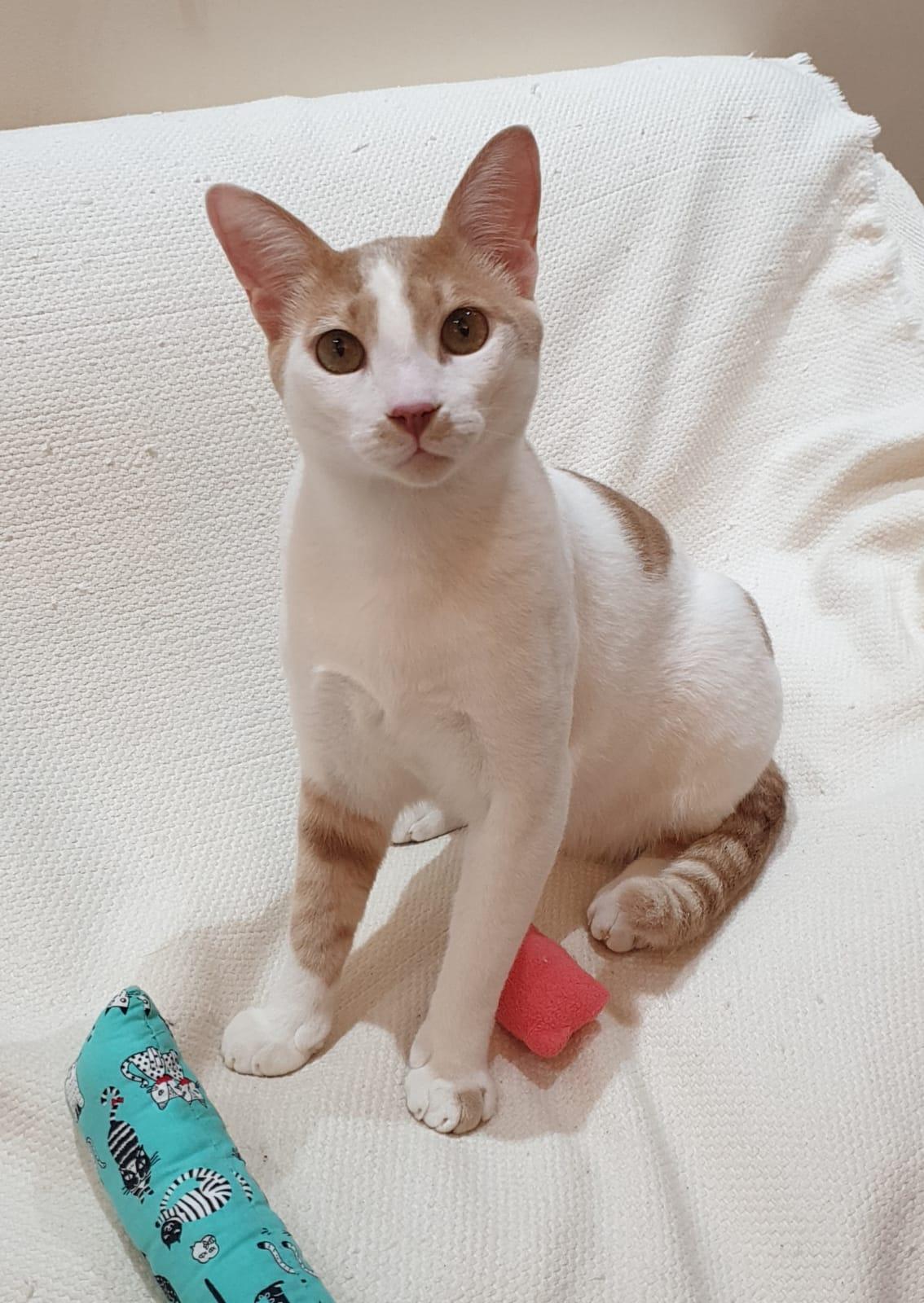 Enlarge Phoenix Playful, loving boy - Good with cat-friendly dogs - READ FULL BIO, a Adoptable mixed breed in North York, ON image 3/6