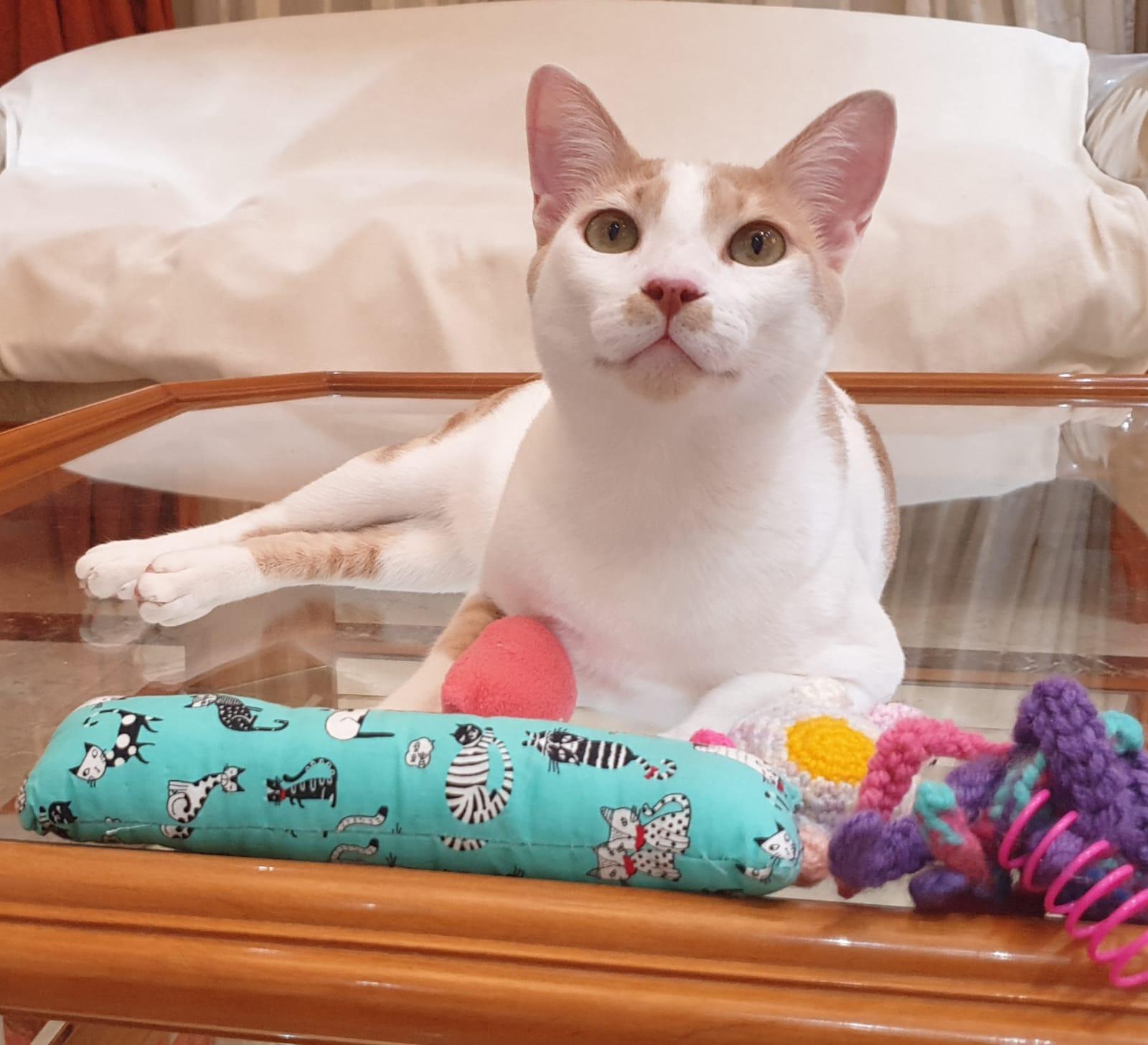 Enlarge Phoenix Playful, loving boy - Good with cat-friendly dogs - READ FULL BIO, a Adoptable mixed breed in North York, ON image 2/6