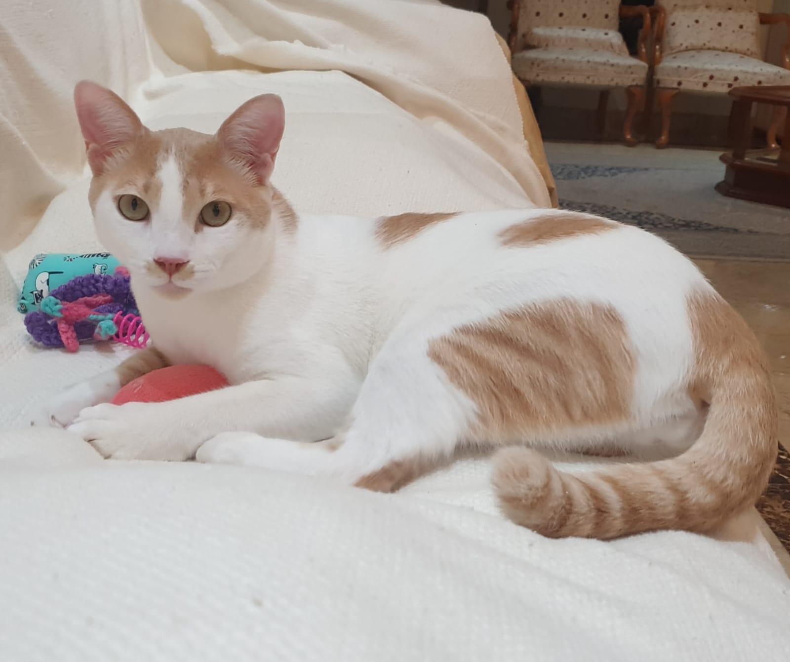 Enlarge Phoenix Playful, loving boy - Good with cat-friendly dogs - READ FULL BIO, a Adoptable mixed breed in North York, ON image 5/6