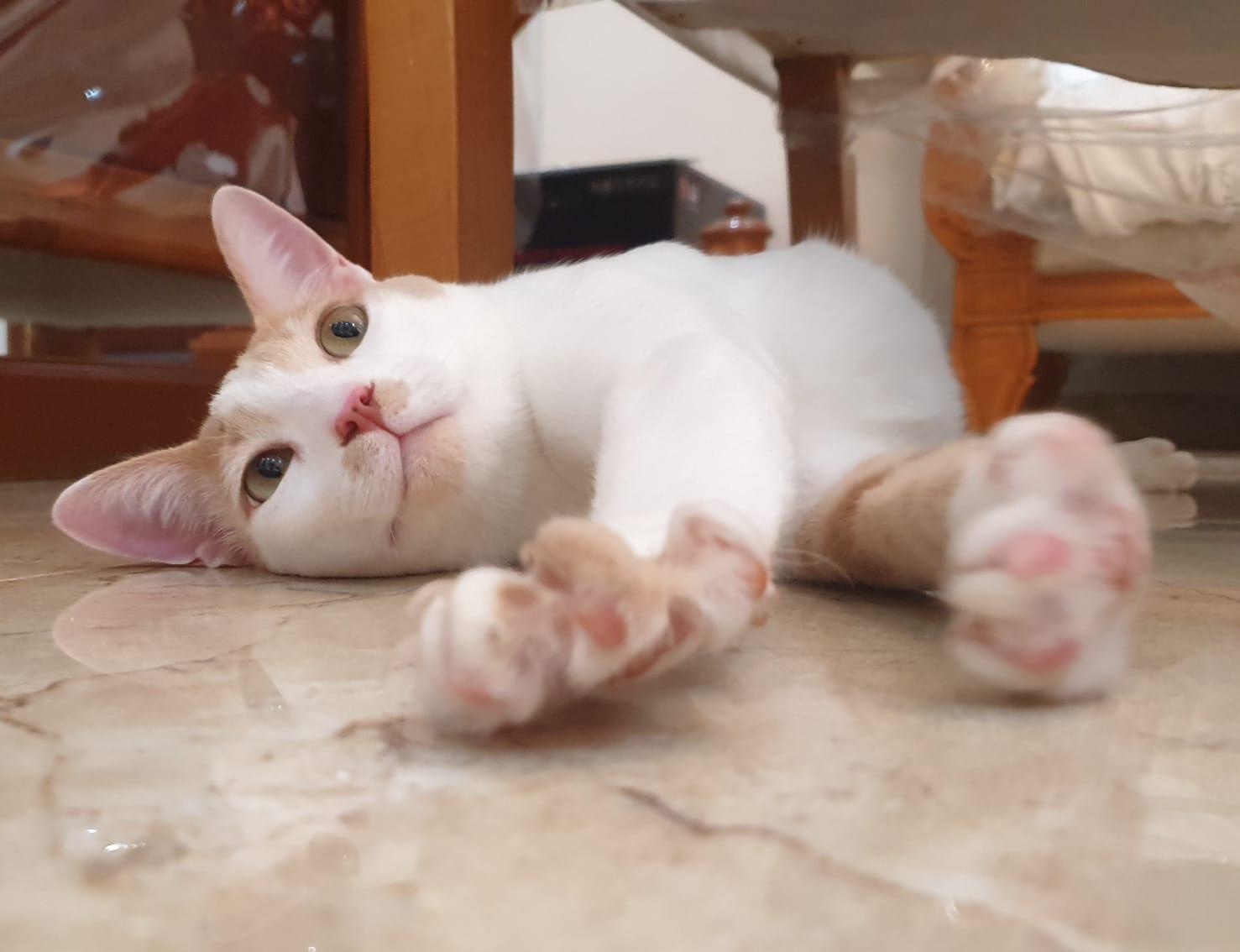 Phoenix Playful, loving boy - Good with cat-friendly dogs - READ FULL BIO, Adoptable, Kitten Male Domestic Short Hair.