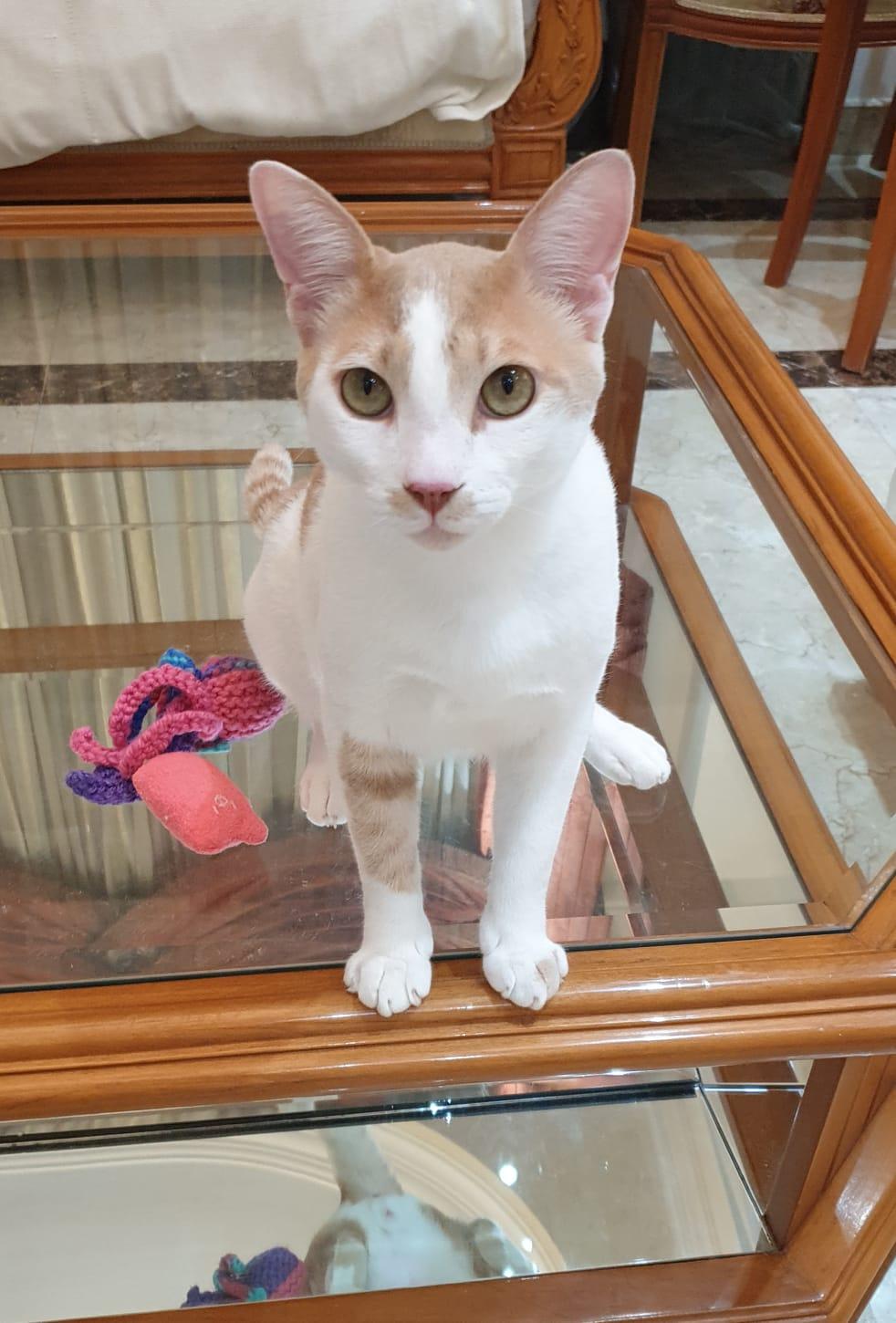Enlarge Phoenix Playful, loving boy - Good with cat-friendly dogs - READ FULL BIO, a Adoptable mixed breed in North York, ON image 4/6