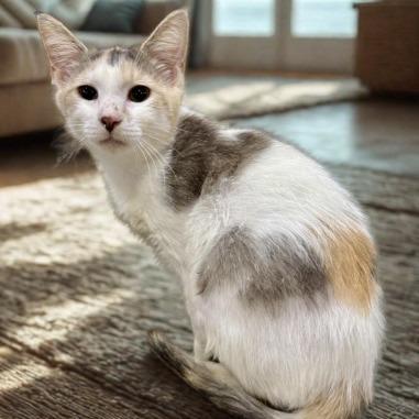 Peach, Adoptable, Adult Female Domestic Short Hair.