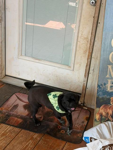 Darth Vadar, an adoptable mixed breed in Wichita Falls, TX image 4/5