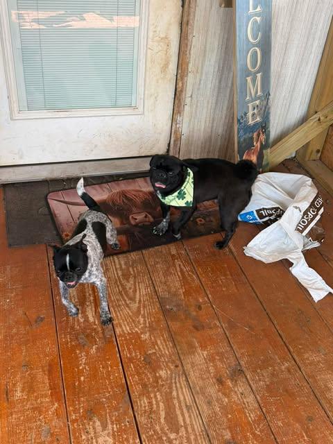 Darth Vadar, an adoptable mixed breed in Wichita Falls, TX image 3/5
