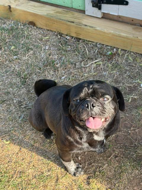 Darth Vadar, an adoptable mixed breed in Wichita Falls, TX image 1/5