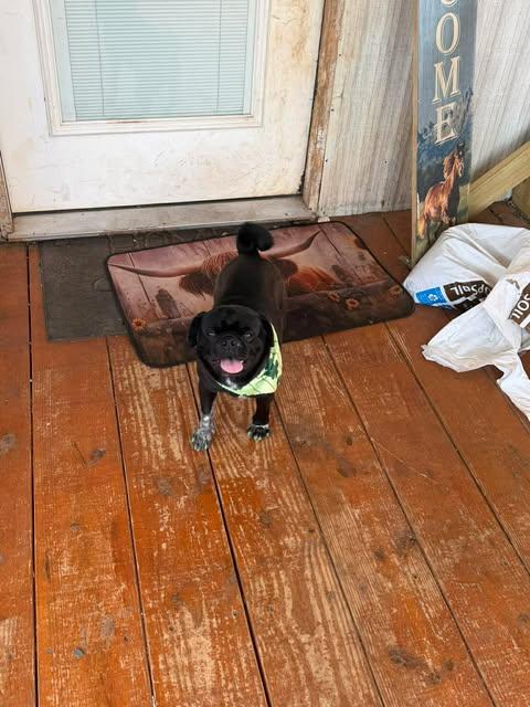 Darth Vadar, an adoptable mixed breed in Wichita Falls, TX image 2/5