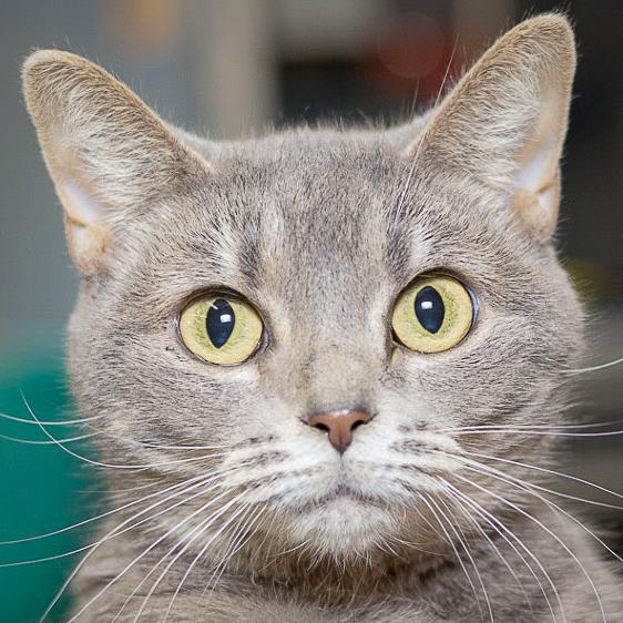 Jane, Young Female Tabby