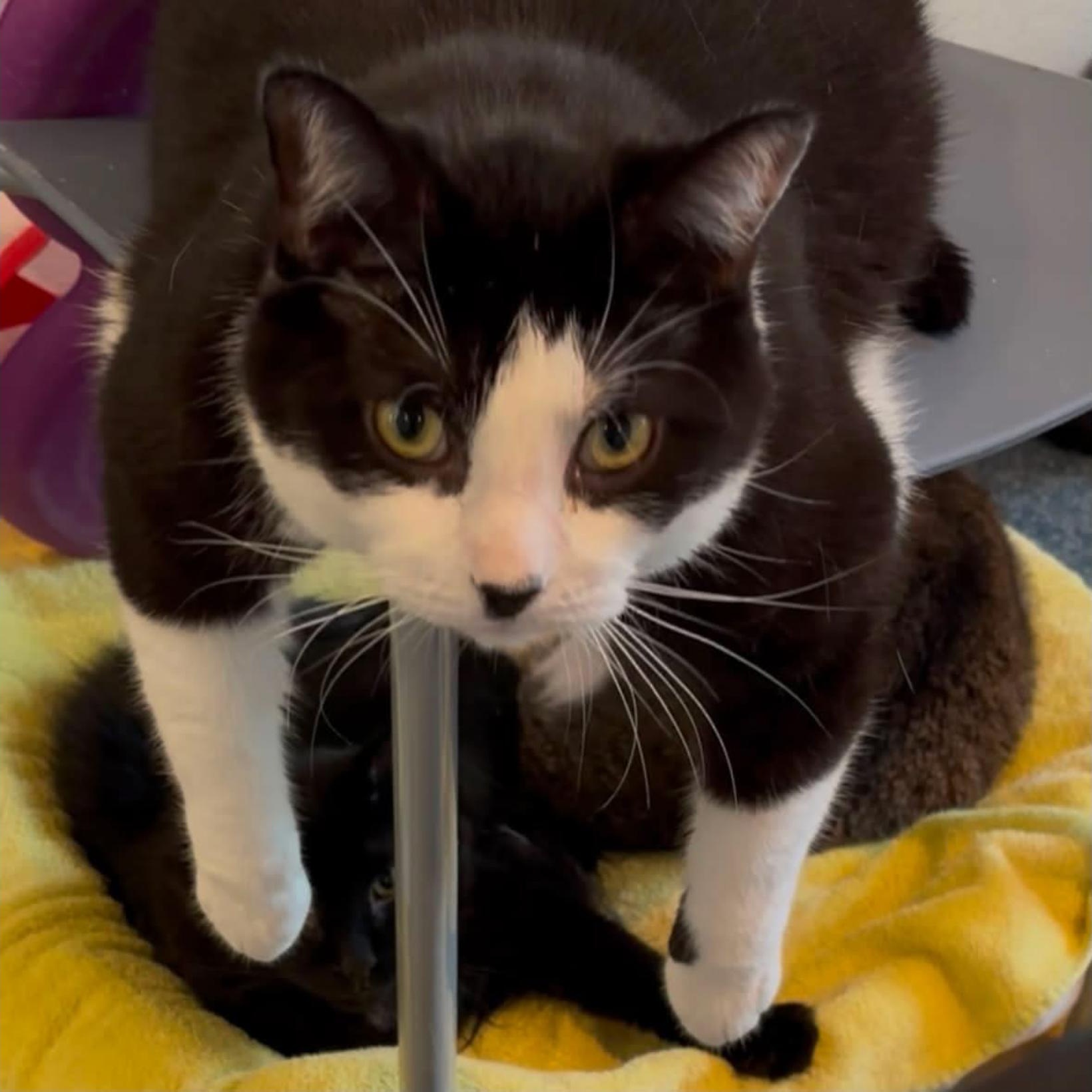 Enlarge Walker, a Adoptable American Shorthair in Palatine, IL image 3/5