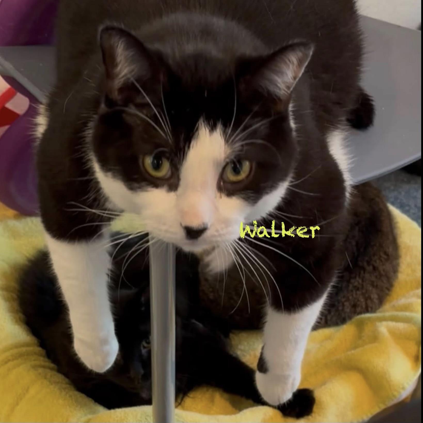 Enlarge Walker, a Adoptable American Shorthair in Palatine, IL image 1/5