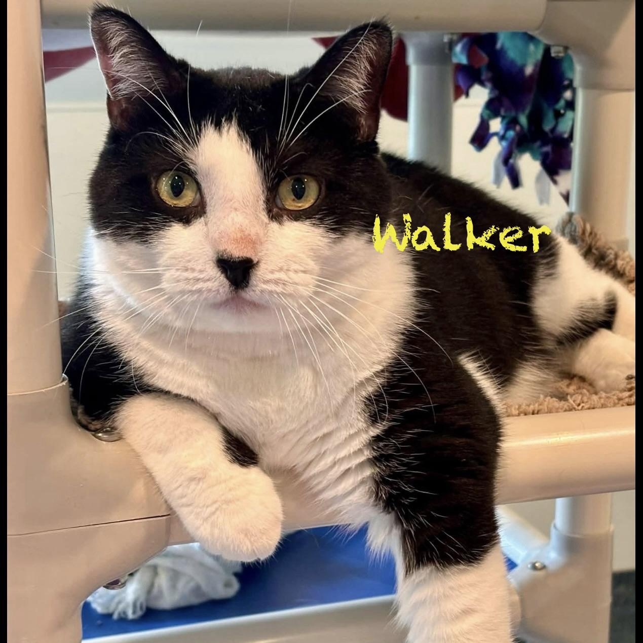 Enlarge Walker, a Adoptable American Shorthair in Palatine, IL image 2/5