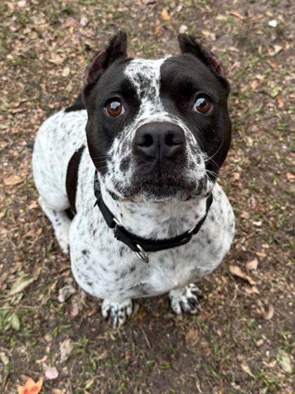 Enlarge CAL, a Adoptable Mixed Breed in Fernandina Beach, FL image 1/3