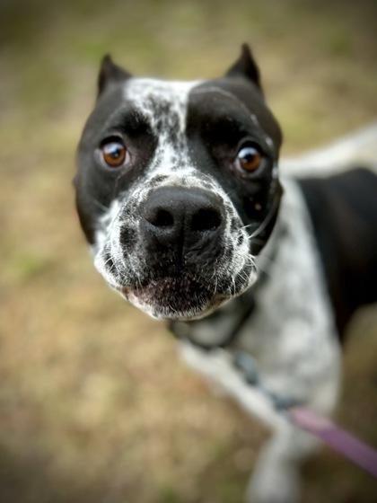 Enlarge CAL, a Adoptable Mixed Breed in Fernandina Beach, FL image 3/3