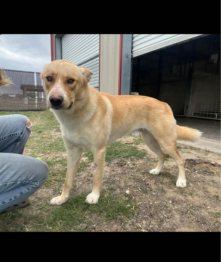 Enlarge Truman, a ADOPTABLE Husky in Port Lavaca, TX image 1/1