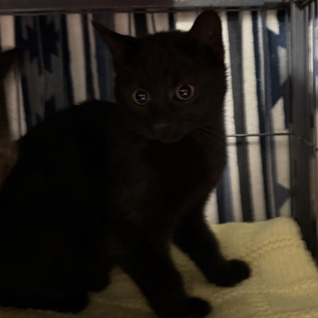 Justin, a Adoptable Domestic Short Hair in Columbus, NC image 1/3