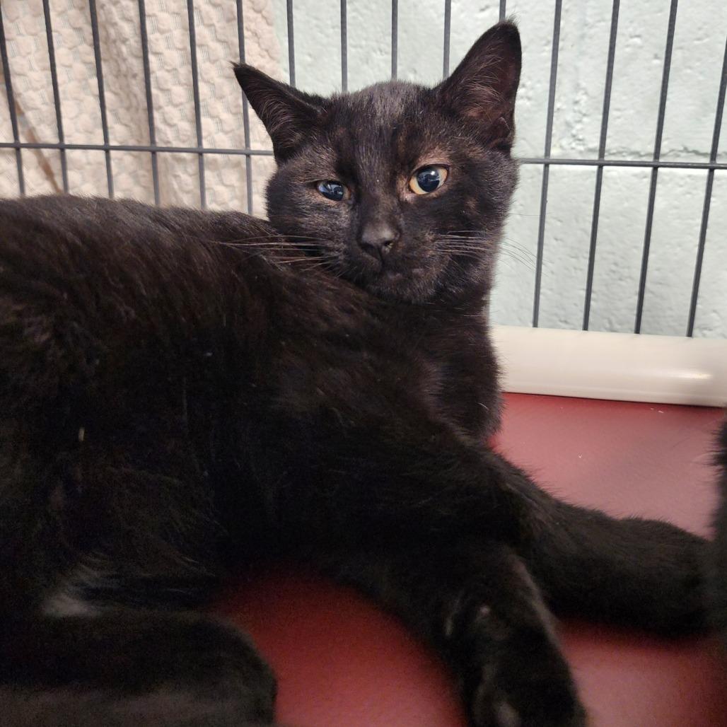 Justin, a Adoptable Domestic Short Hair in Columbus, NC image 2/3