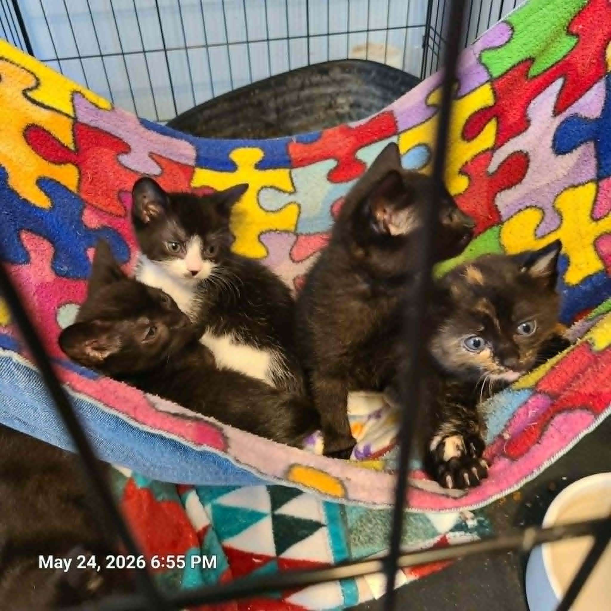 Enlarge Edison, Clemetine, Pollyanna,and Cricket, a ADOPTABLE Domestic Short Hair in Waynetown, IN image 1/6