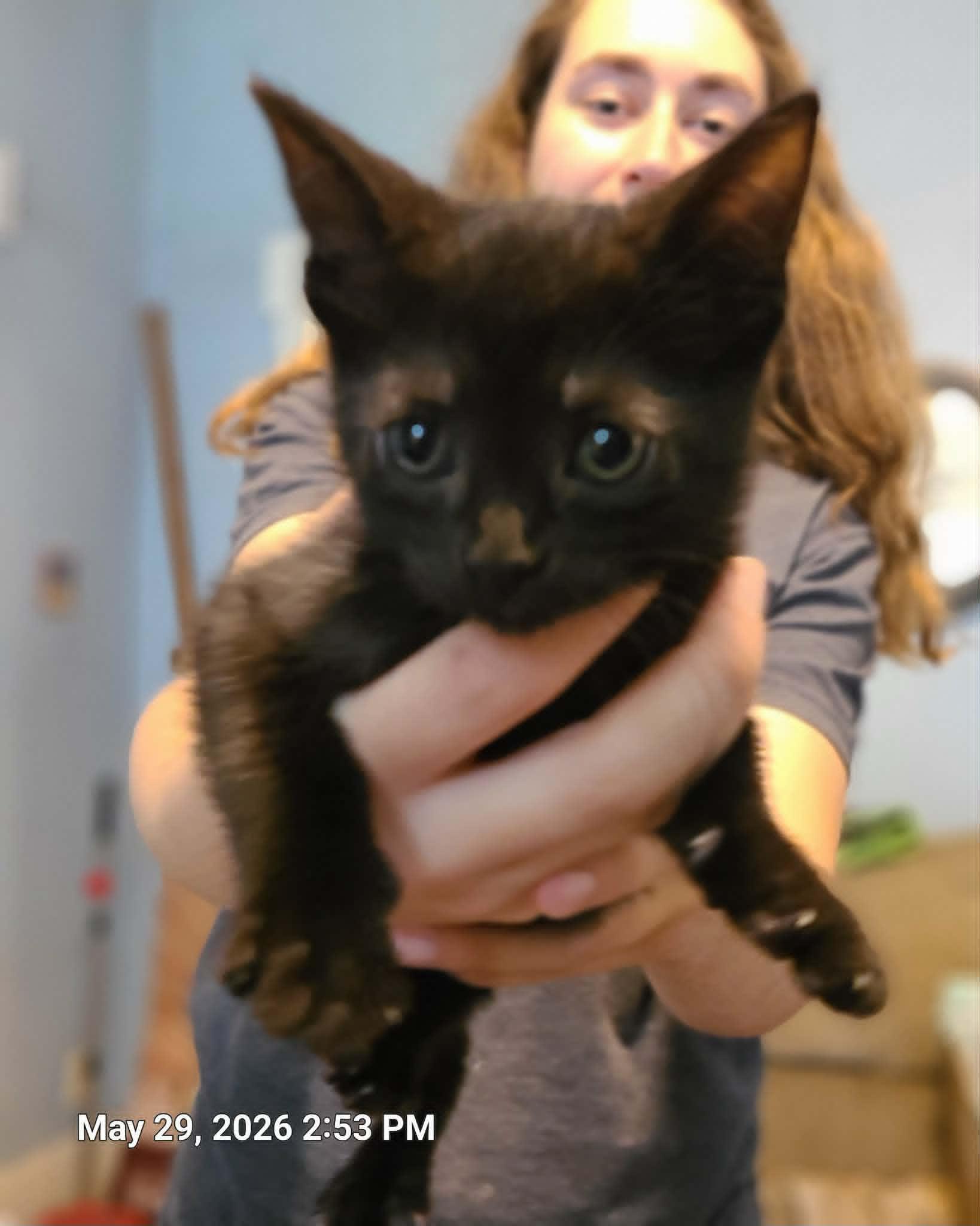 Enlarge Edison, Clemetine, Pollyanna,and Cricket, a ADOPTABLE Domestic Short Hair in Waynetown, IN image 4/6
