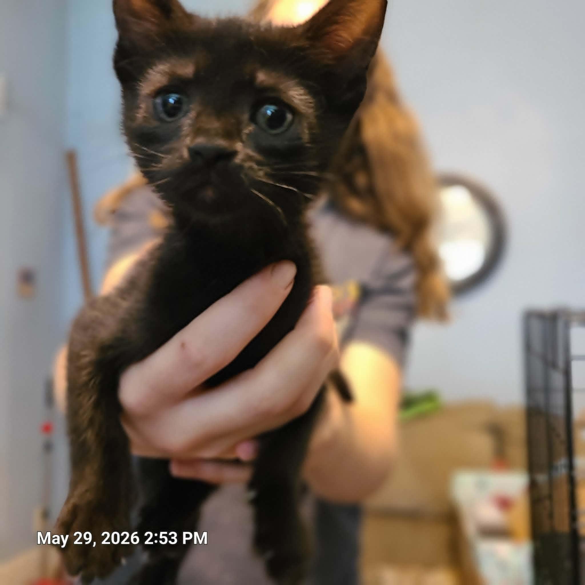 Enlarge Edison, Clemetine, Pollyanna,and Cricket, a ADOPTABLE Domestic Short Hair in Waynetown, IN image 5/6
