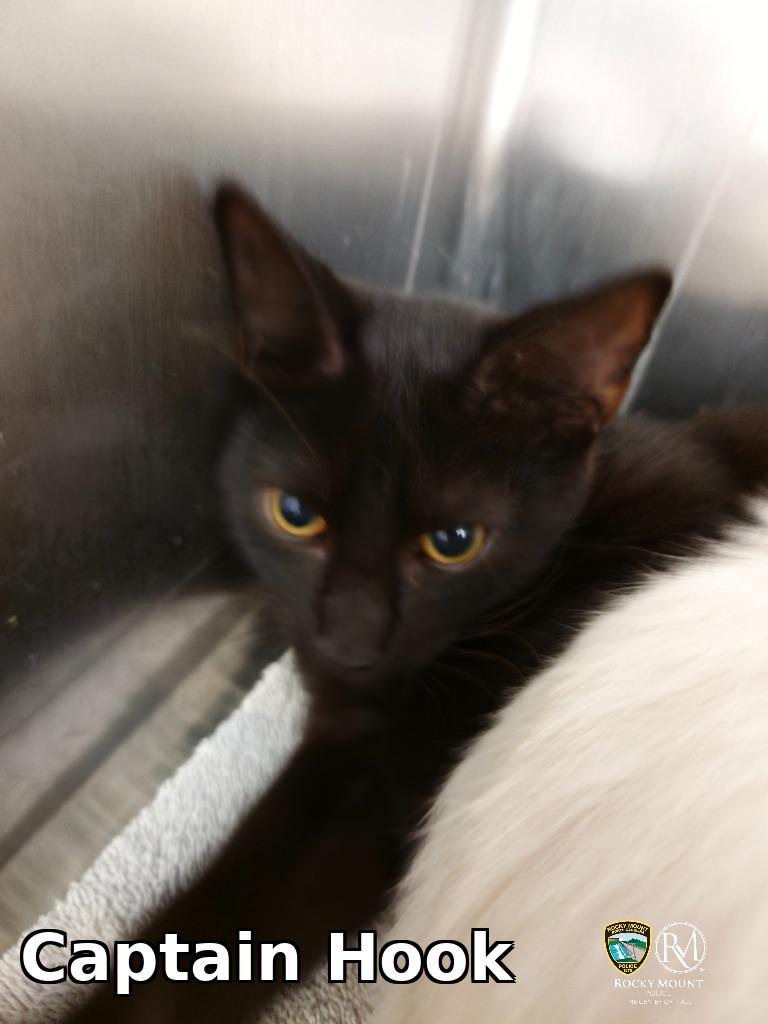 Enlarge Captain Hook, a Adoptable mixed breed in Rocky Mount, NC image 1/1