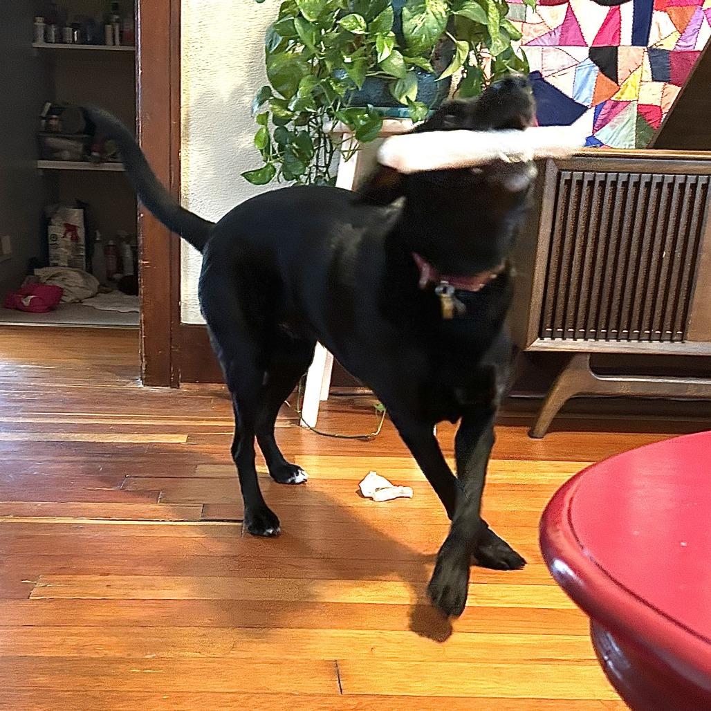 Lucy Lu — thumbnail 4