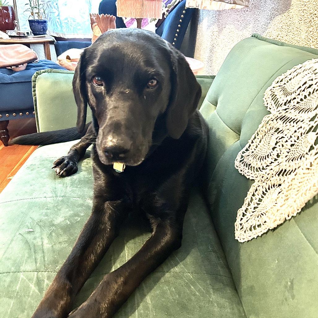 Lucy Lu — thumbnail 5