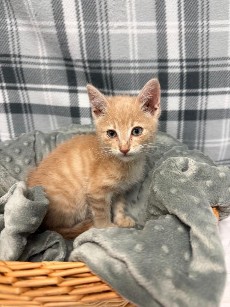 Enlarge BINGO, a Adoptable mixed breed in Algona, IA image 1/1