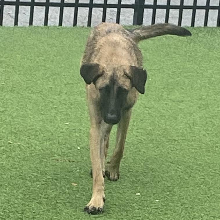 MoMo, Adoptable, Adult Male Mixed Breed.