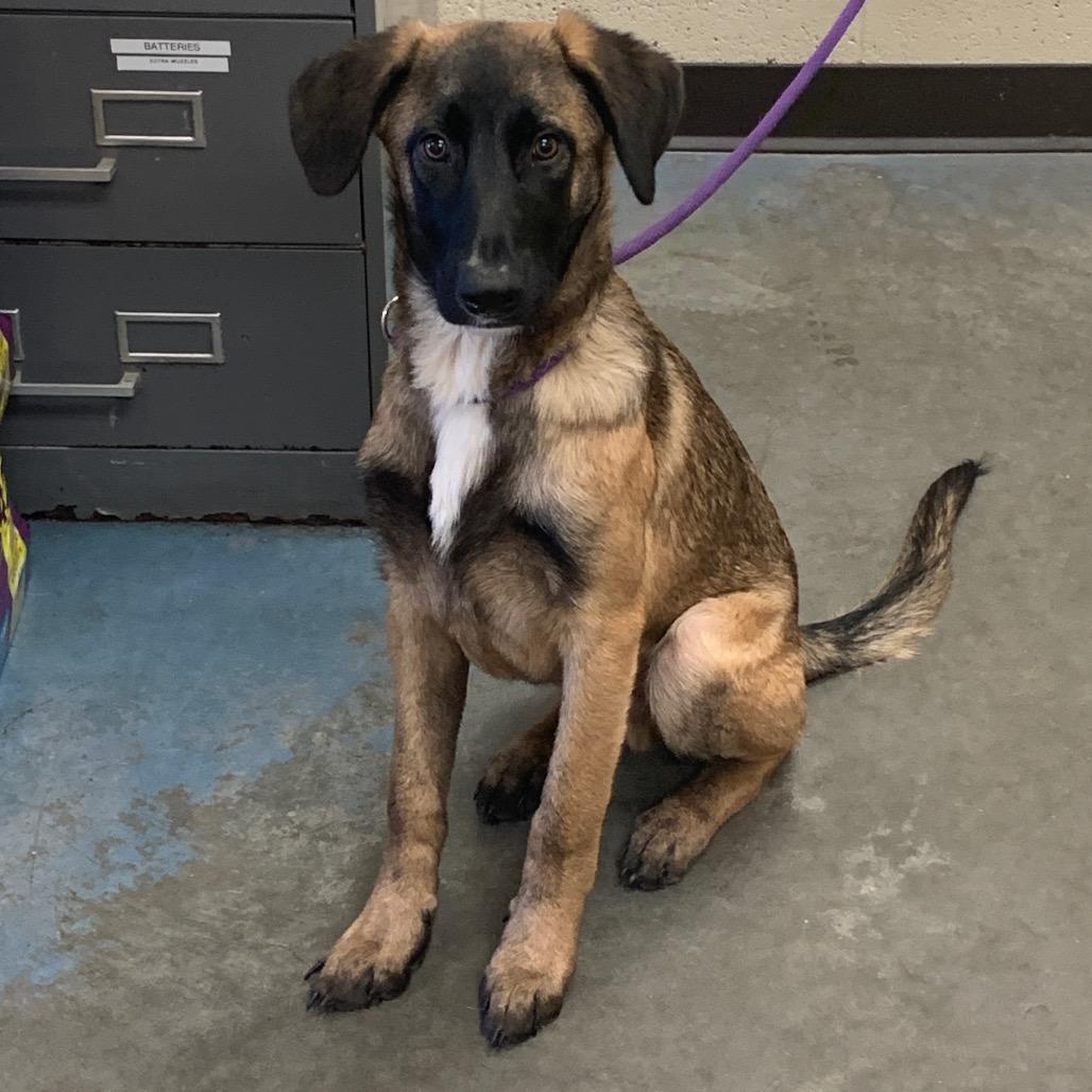 Enlarge MoMo, a Adoptable Mixed Breed in Memphis, TN image 2/2