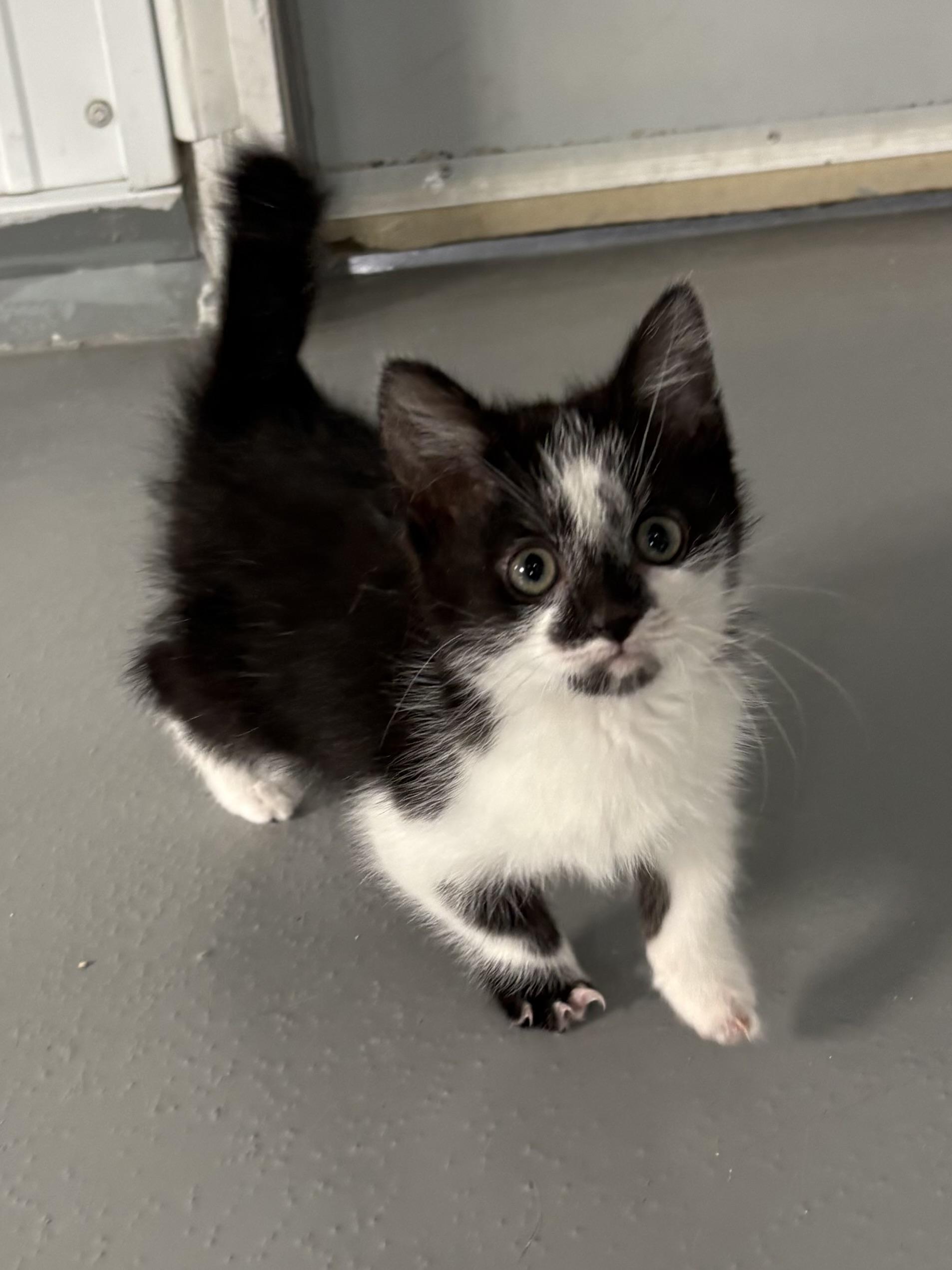 Munchkin, adopted, Kitten Male American Shorthair.