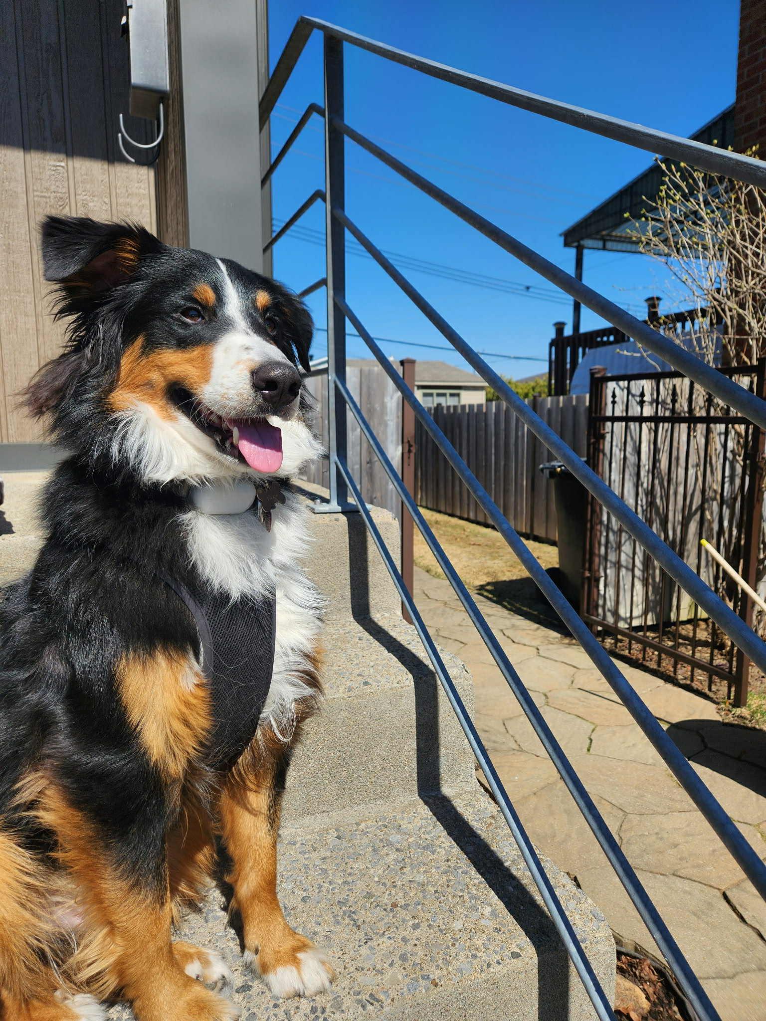 Niko, Adopted, Adult Male Bernese Mountain Dog & Shetland Sheepdog / Sheltie.