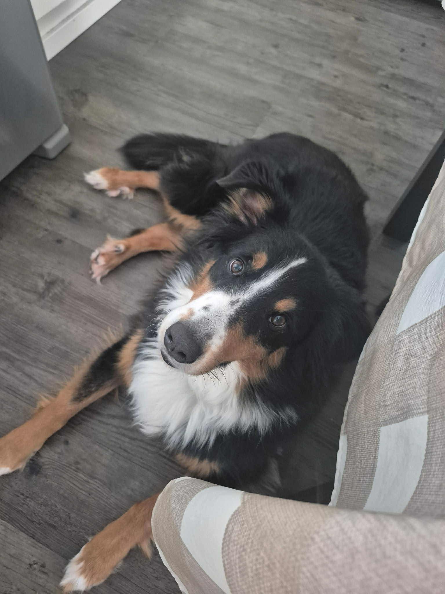 Niko, a Adopted mixed breed in Rigaud, QC image 2/4